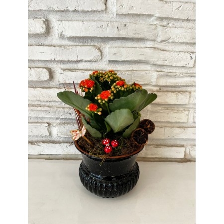 Seramik Saksıda Kalanchoe